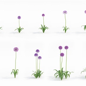 现代 花 植物花草大花葱