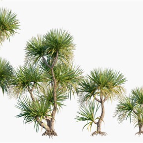 现代 树 植物花草树木灌木剑叶龙血树