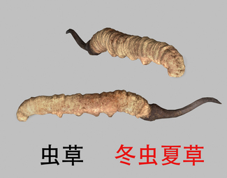 现代 虫草