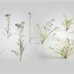 现代 草 植物元荽香菜蓍