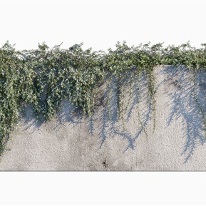 现代 藤蔓 绿植藤蔓植物墙迷迭香