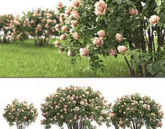 现代公园植物