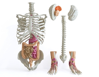 现代人体模型带骨骼