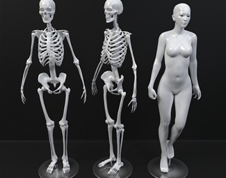 现代人体骨骼模型