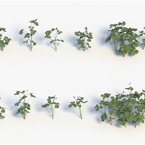 现代 酢浆草 绿植植物花卉酢浆草