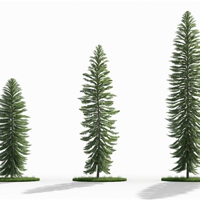 瓦勒迈杉恐龙杉 沃莱米杉 梧来米松