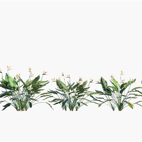 现代 鹤望兰 植物花草花卉鹤望兰