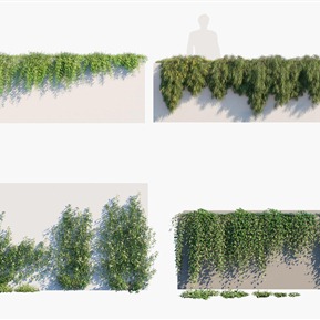 现代 植物 縢蔓植物墙