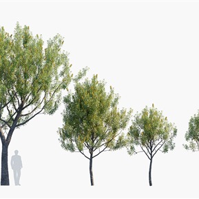 现代 树 树木斑克木