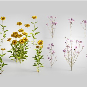 现代 花 植物菊芋日光菊秋英