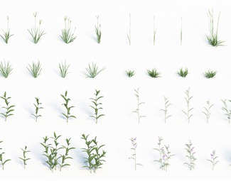 现代草地植物