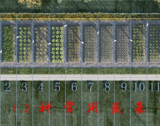 现代 菜地