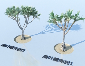 现代 扇叶露兜树