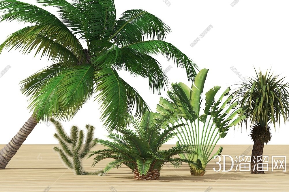 现代东南亚植物3d模型下载