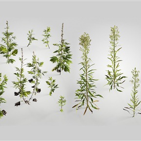 现代 草 植物小蓬草 艾草 艾蒿