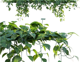 现代现代绿植绿萝