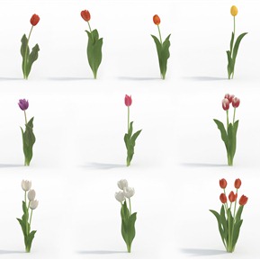 现代 花 植物花草郁金香