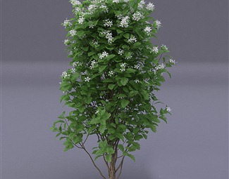 现代 植物 室外植物花园花卉