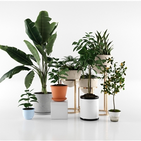 现代 盆栽 绿植