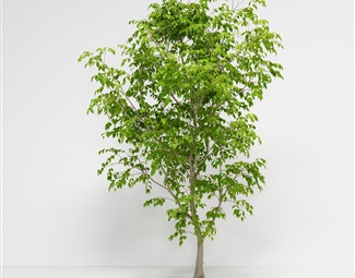 现代 树 美国白蜡木樨科植物绿植树木