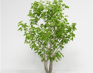 现代 树 美国白蜡木樨科植物绿植树木