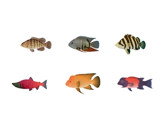 现代海洋动物