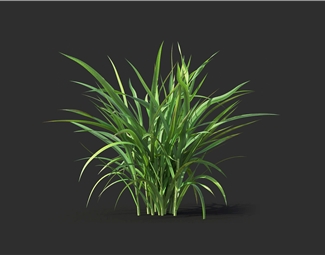 现代植物