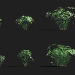 现代 植物 车草