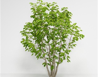 现代 树 美国白蜡木樨科植物绿植树木
