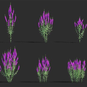 现代 花 千屈菜