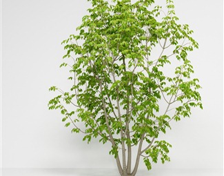 现代 树 美国白蜡木樨科植物绿植树木