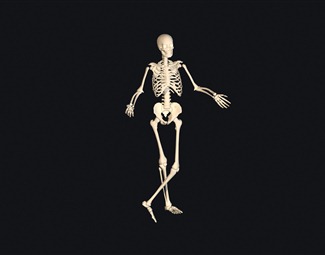现代人体骨骼模型