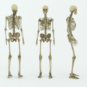 现代 骨架 骨骼