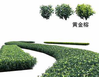 现代 黄金榕