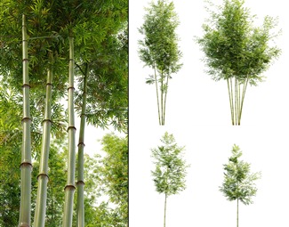 现代 竹子 竹子植物