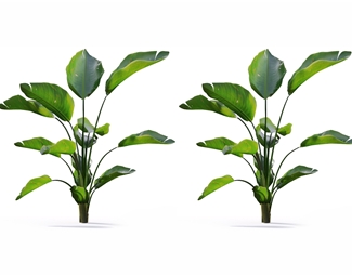 现代 植物 盆栽