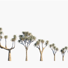 现代 树 植物树木皮尔兰斯芦荟树芦荟