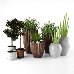 现代 盆栽 绿植