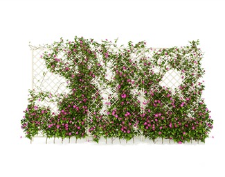 现代藤曼植物