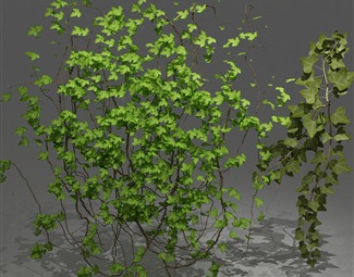 现代缠绕植物