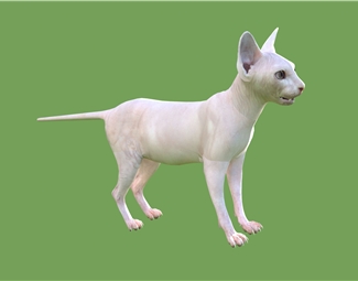 现代宠物猫