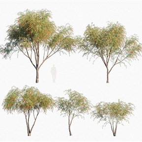 现代 树 树木串钱柳