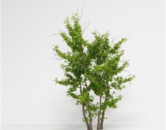 现代 树 皂荚树美国皂荚三刺皂荚绿植绿植