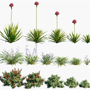 现代 灌木 植物灌木花草