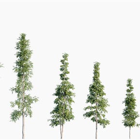 现代 树 树木贝壳杉