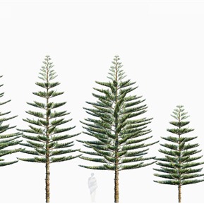 现代 树 树木异叶南洋杉