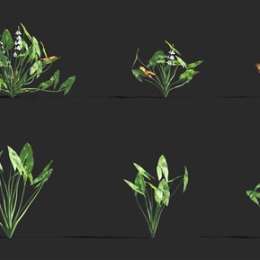 现代 花 野慈姑