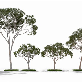 现代 树 桉树景观树