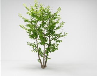 现代 树 皂荚树美国皂荚三刺皂荚绿植绿植
