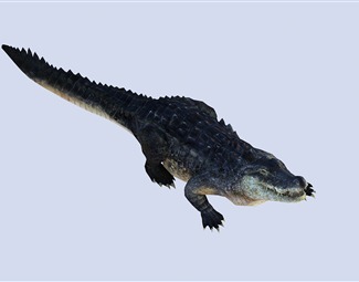 现代 鳄鱼